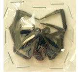 Spider sp.14 (Malaysia)